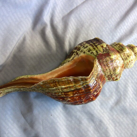 Beautiful Florida Horse Conch Shell 12" - Picture 8 of 8